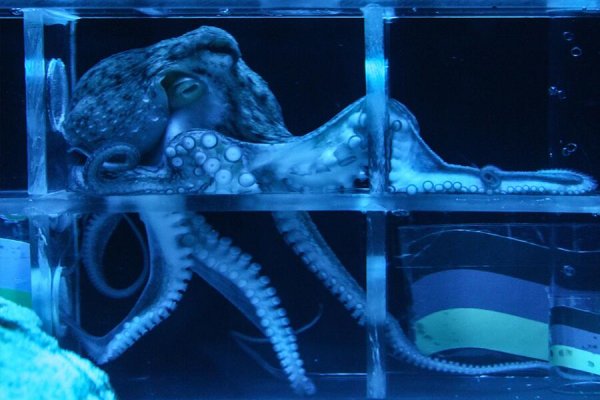 Kraken зеркало стор