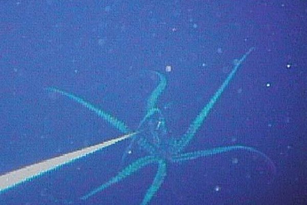 Kraken 18at
