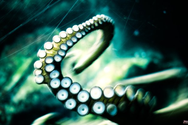 Рабочий сайт kraken
