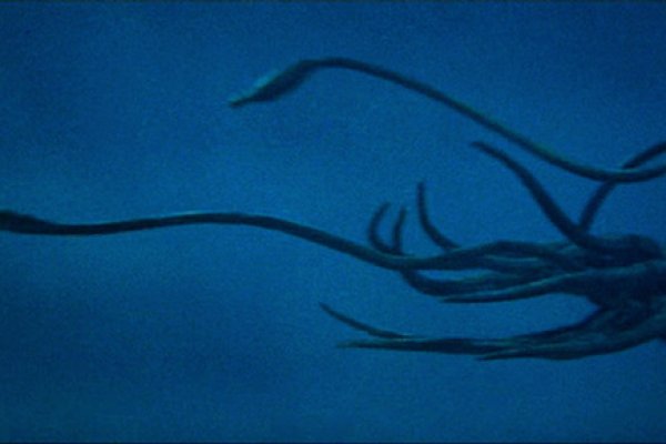 Kraken kraken dark link